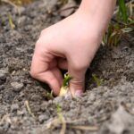 Plantas de invierno en España: ¡descubre qué sembrar y cosechar!