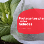 Plantas de verano para el hogar: ¡descubre qué sembrar!