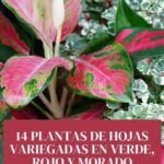 Plantas decorativas con hojas y flores variegadas: Una explosión de color en tu jardín