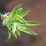 Aprende fácilmente a propagar tus plantas por esquejes