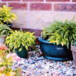 Plantas ideales para el jardín de tu olivo: descubre qué sembrar