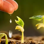 Plantas ideales para invernadero en abril: ¡Prepara tu huerto!