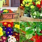 Plantas ideales para la temporada de primavera-verano