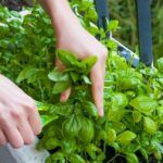 Plantas ideales para mayo: ¡prepara tu jardín para el verano!