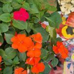 Plantas ideales para noviembre: Elige las mejores opciones