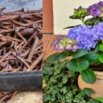 Plantas ideales para pozo ciego: ¡cuida tu jardín y el medio ambiente!