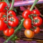 Plantas ideales para sembrar en esta temporada