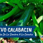 Plantas ideales para sembrar en noviembre en Alicante