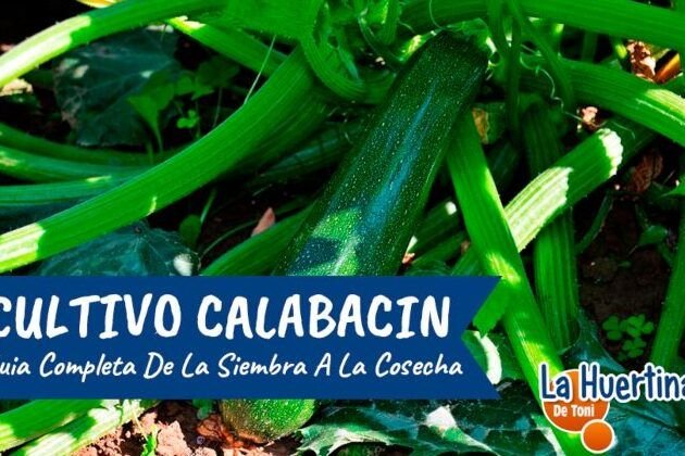 plantas ideales para sembrar en noviembre en alicante