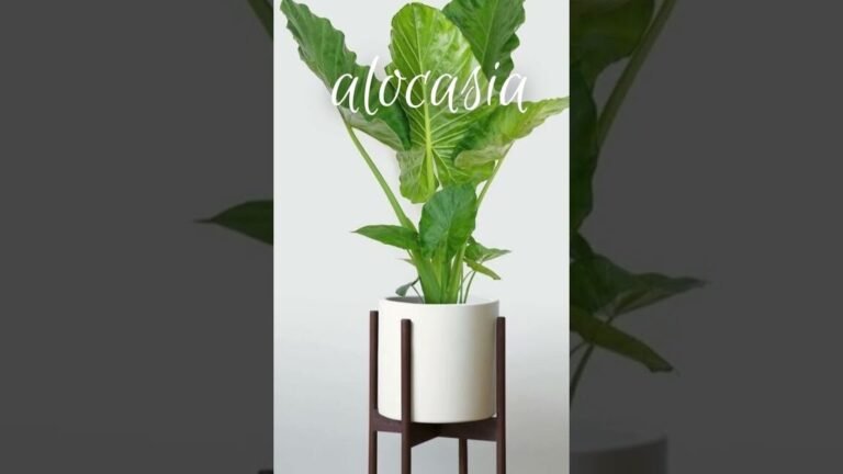 plantas interior