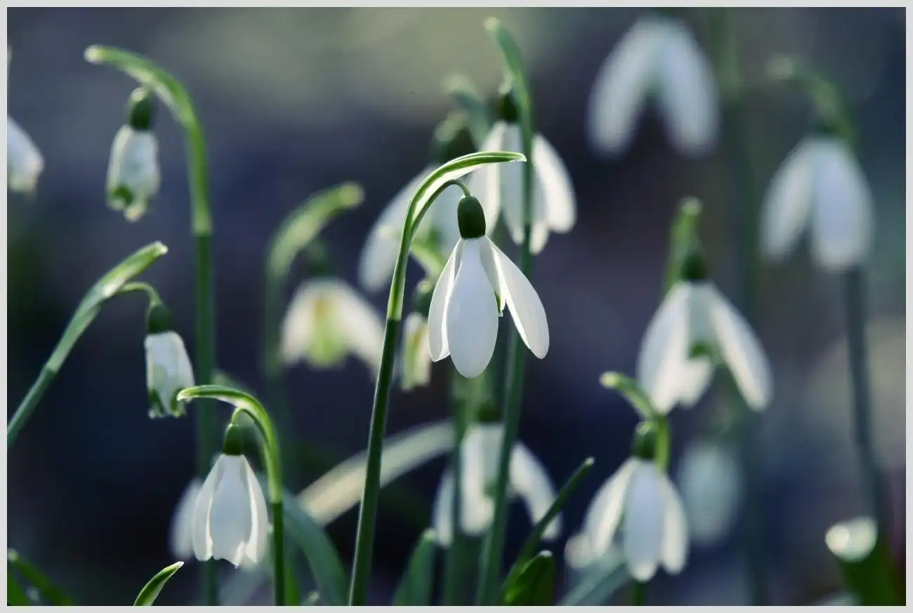 Que plantas de jardín se pueden plantar en febrero