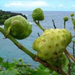 Ramas con frutos noni verdes junto al mar; ¡Descubre cómo plantar nonis y disfrutar de sus beneficios en casa!