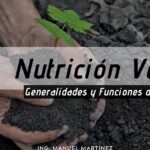 Manos sosteniendo tierra con una pequeña plántula que simboliza nutrición vegetal, Descubre cómo plantar bilberries en tu jardín de forma sencilla y disfruta de sus deliciosos frutos ¡Aprende ya!