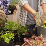 Plantas para todo el año: descubre qué sembrar en cada temporada