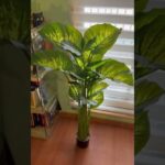 Descubre las plantas y árboles perennes que no requieren cuidados y transformarán tu hogar para siempre: planta de interior alta con grandes hojas verdes variegadas en una maceta colocada junto a una ventana.
