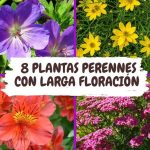Descubre estos 15 secretos para transformar tu jardín antes de que llegue el otoño