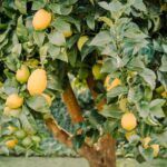 Plantas perfectas para cultivar bajo un limonero: ¡Descubre cuáles son!