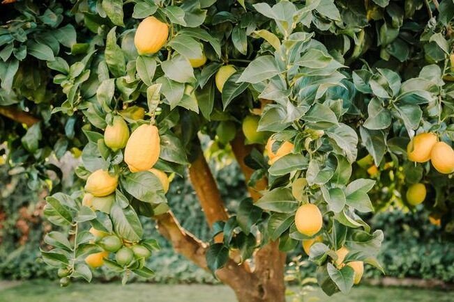 plantas perfectas para cultivar bajo un limonero descubre cuales son