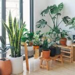 Plantas perfectas para decorar tu piso: descubre qué puedes cultivar