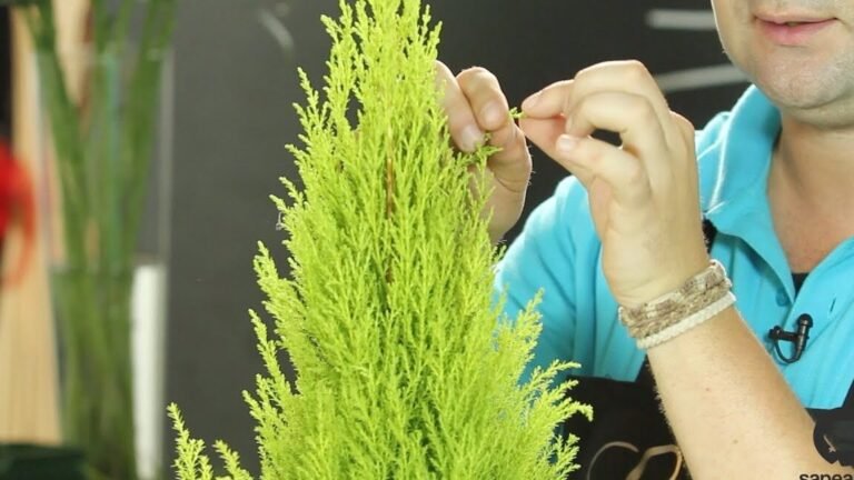 ¡Descubre qué se puede plantar bajo un pino y crea un jardín espectacular!