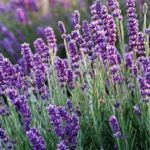 Plantas resistentes al sol para balcones radiantes – Guía completa