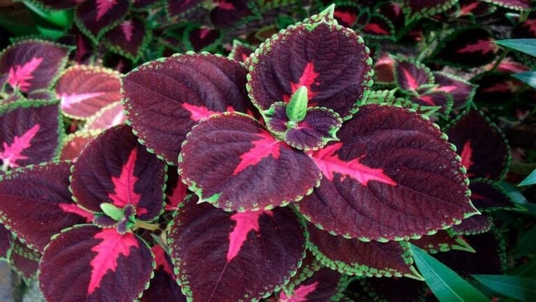Descubre qué se puede plantar en la sombra para dar vida a tu jardín