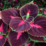 Descubre qué se puede plantar en sombra para crear un jardín espectacular con hojas de coleo púrpura, centro rosa y borde verde.