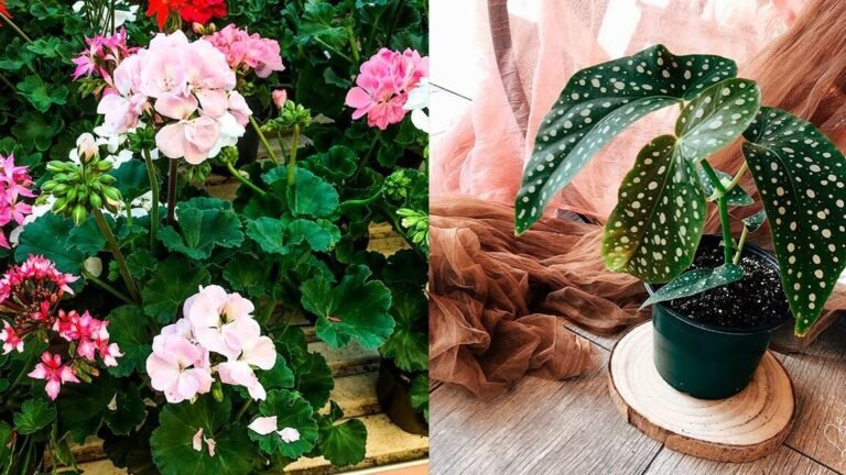 Descubre qué se puede plantar en este tiempo y mejora tu jardín hoy mismo