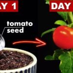 Descubre el secreto que transformará tus plantas de tomate: cómo aprovechar los chupones como nunca antes!