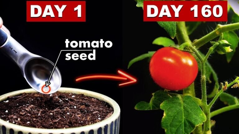 Descubre el secreto que transformará tus plantas de tomate: cómo aprovechar los chupones como nunca antes!
