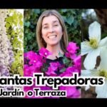 plantas trepadoras