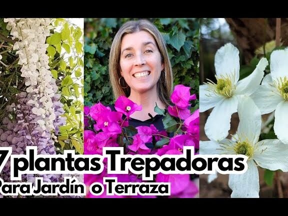 plantas trepadoras