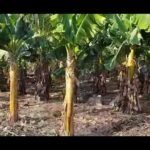 Descubre el secreto de la banana enana: ¡transforma tu jardín con estas plantas ornamentales!