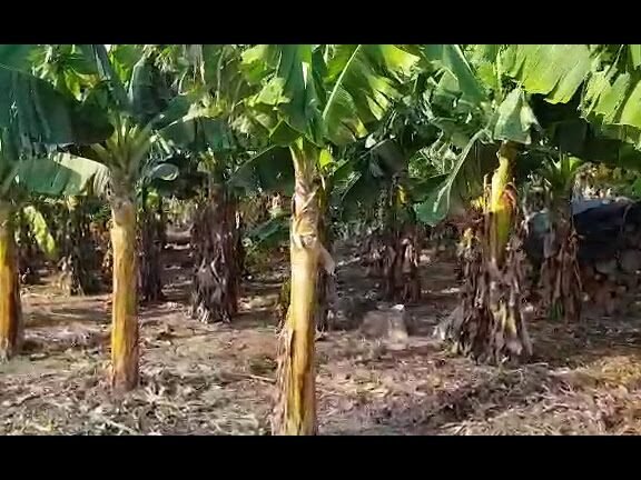 Descubre el secreto de la banana enana: ¡transforma tu jardín con estas plantas ornamentales!