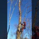 Descubre cómo plantar plátanos de sombra: guía completa mientras un arborista con equipo rojo y cuerdas asciende por un tronco desnudo bajo un cielo azul.