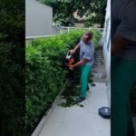 Descubre el secreto para podar arbustos como un experto y transforma tu jardín en un paraíso verde