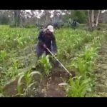 Descubre cómo plantar jacarandás y llenar tu jardín de belleza observando a una persona trabajando entre hileras de plantas jóvenes en un campo.