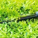 Podando correctamente: la clave para estimular el crecimiento de tus plantas