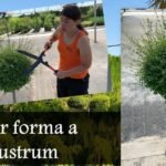 podar ligustrum