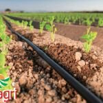Por qué es crucial la calidad del agua en el riego de tus plantas: todo lo que necesitas saber