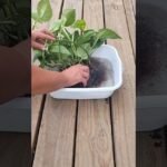 Descubre el secreto para hacer crecer pothos en agua y transforma tu hogar en un oasis verde