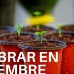 ¡Prepara tu huerta! Descubre qué sembrar en marzo en Argentina