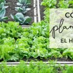¡Prepara tu huerta para la primavera! Qué plantar en septiembre en Argentina