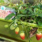 ¡Prepara tu huerto de abril! Descubre qué sembrar en el hemisferio sur