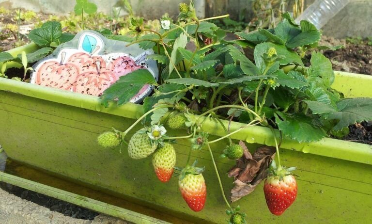 prepara tu huerto de abril descubre que sembrar en el hemisferio sur