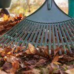 ¡Prepara tu huerto! Descubre qué plantar en noviembre en Asturias