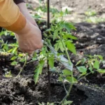 ¡Prepara tu huerto! Qué plantar en enero en España