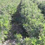 ¡Prepara tu huerto! Qué plantar en marzo en Euskadi