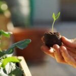¡Prepara tu invernadero! Descubre qué plantar en marzo