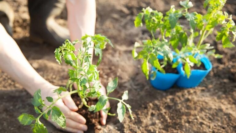 prepara tu jardin en diciembre descubre que plantar en barcelona